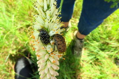 Kniphofia buchananii