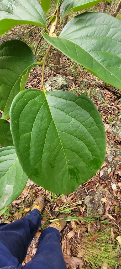 Foto de Caqui