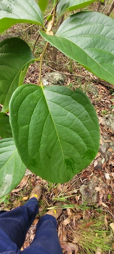 Caqui