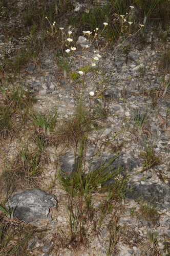 Image of Erigeron dolomiticola by (c) Brian Finzel, some rights reserved (CC BY-SA)