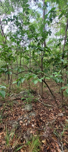 Foto de Caqui
