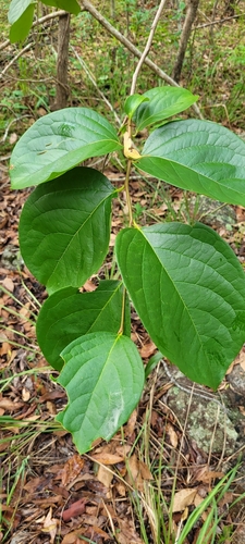 Foto de Caqui