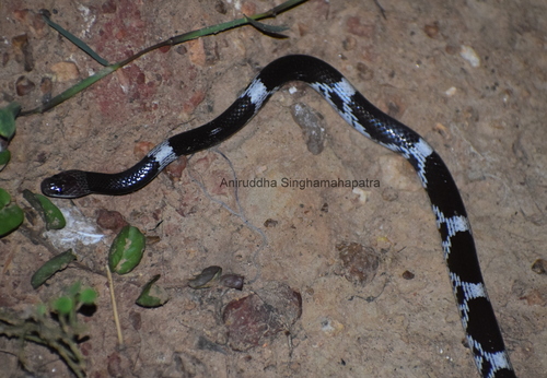 Photo of a Barred Wolf Snake (Lycodon striatus)