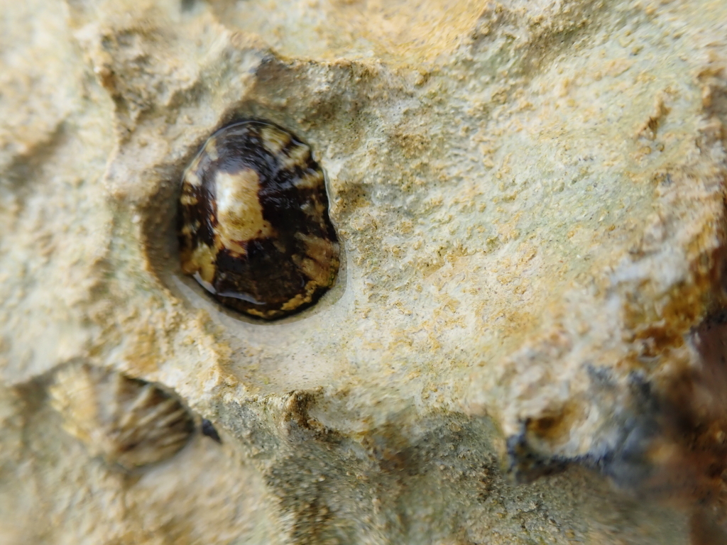 Lottia onychitis