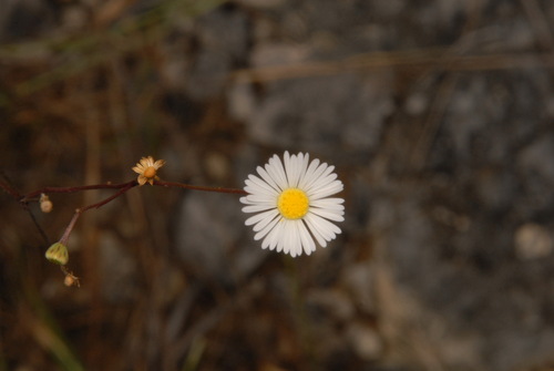 Image of Erigeron dolomiticola by (c) Brian Finzel, some rights reserved (CC BY-SA)