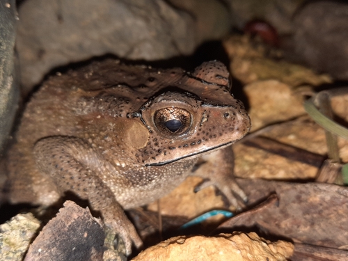 Duttaphrynus melanostictus