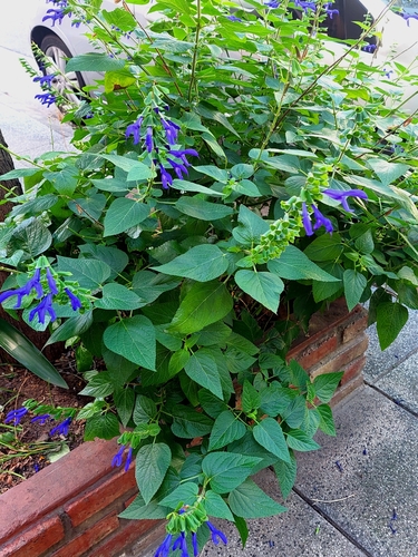 Foto de Sálvia azul