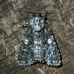 Acronicta afflicta