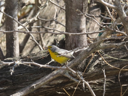 Adelaide's Warbler (Setophaga adelaidae), photo 10