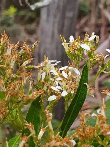 Image of Olearia viscosa by (c) ronavery, some rights reserved (CC BY)
