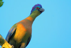 Purple-Crested Turaco photo 3