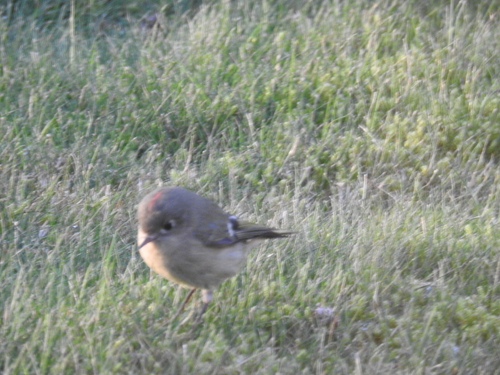 Ruby-crowned Kinglet photographed in Washington