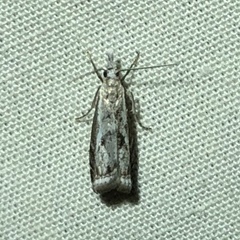 Microcrambus kimballi