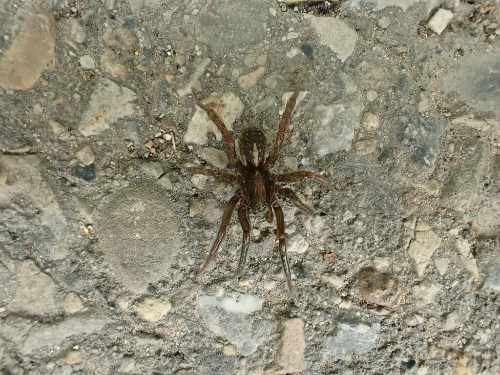 Wolf Spiders from Southwest Calgary, Calgary, AB, Canada on May 27 ...