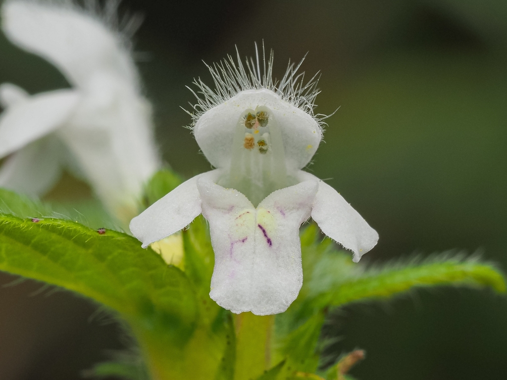 Galeopsis tetrahit — a medium houseplant, prefers full sun light