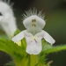 Galeopsis tetrahit - Photo (c) Antoine Lantin, alguns direitos reservados (CC BY-NC), uploaded by Antoine Lantin