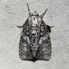 Acronicta retardata