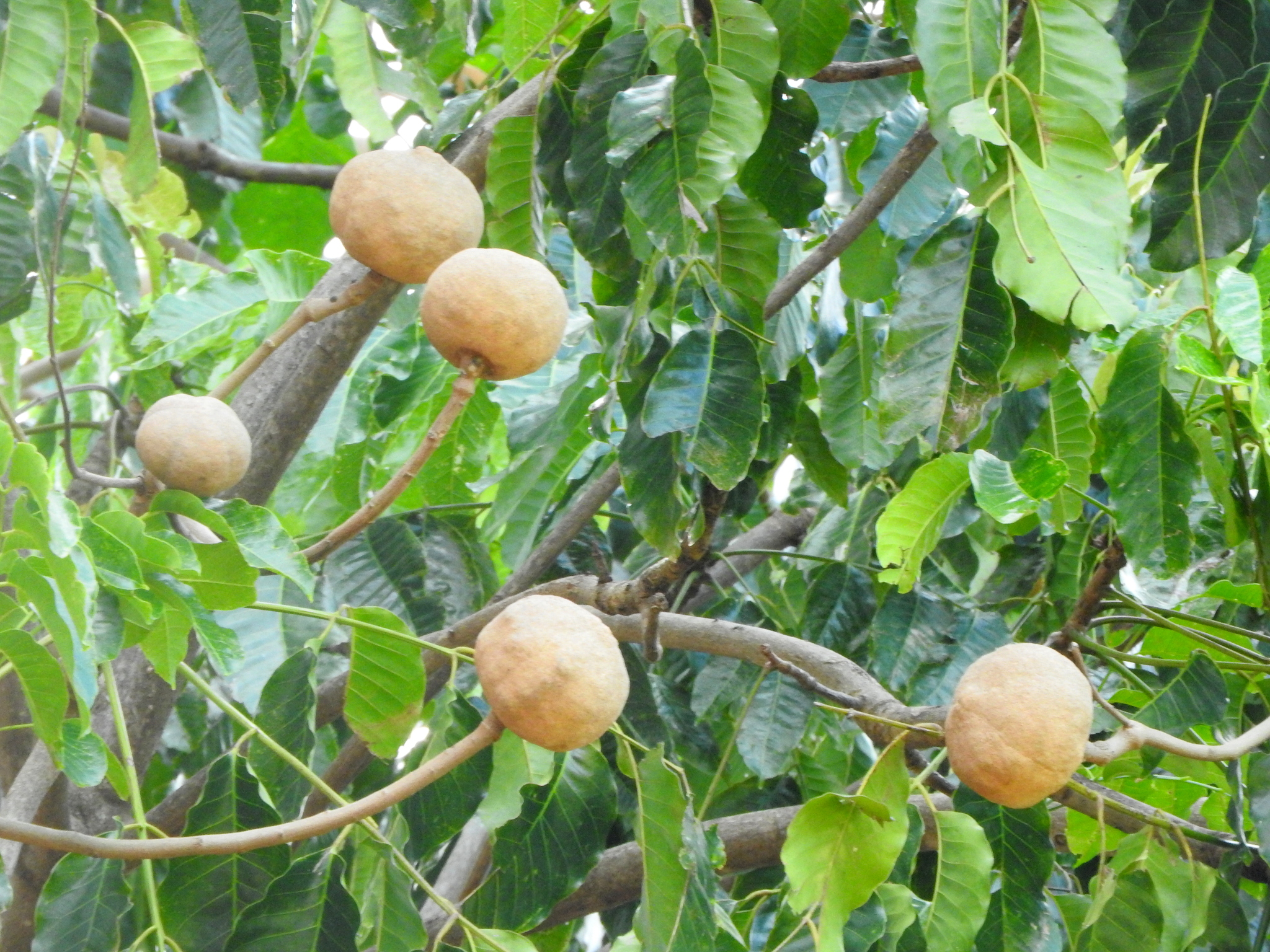 Imagem de Jenipapo