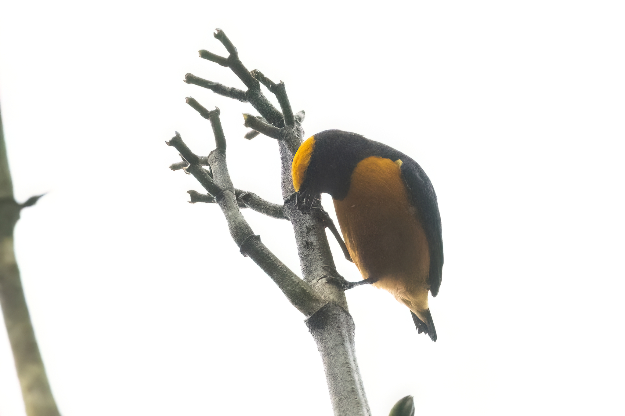 Orange-crowned Euphonia (Euphonia saturata), photo 3