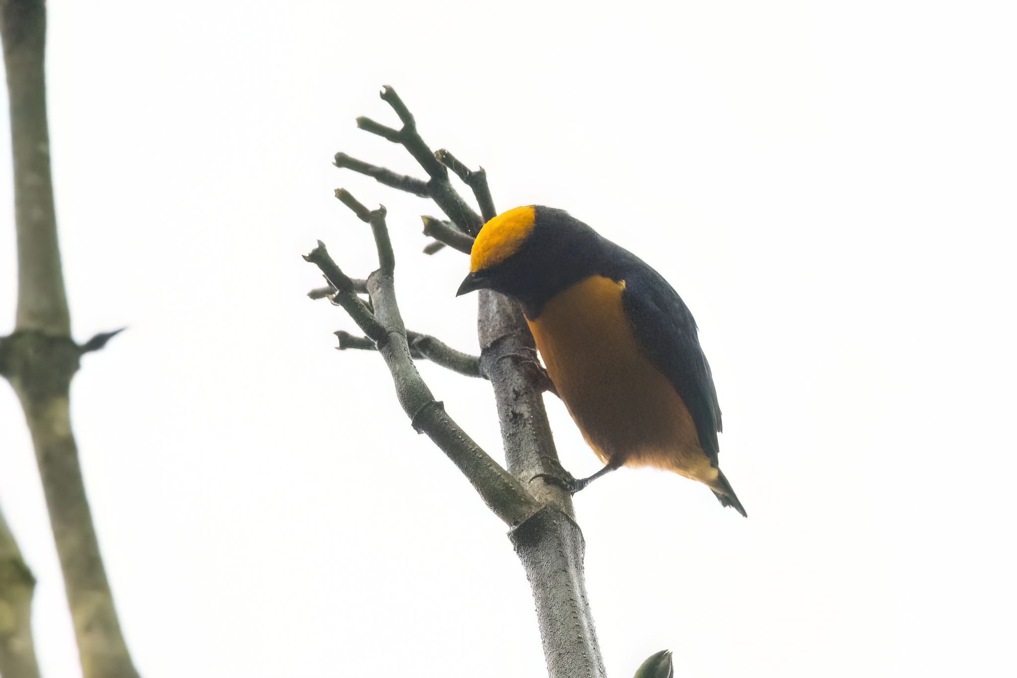 Orange-crowned Euphonia (Euphonia saturata), photo 4