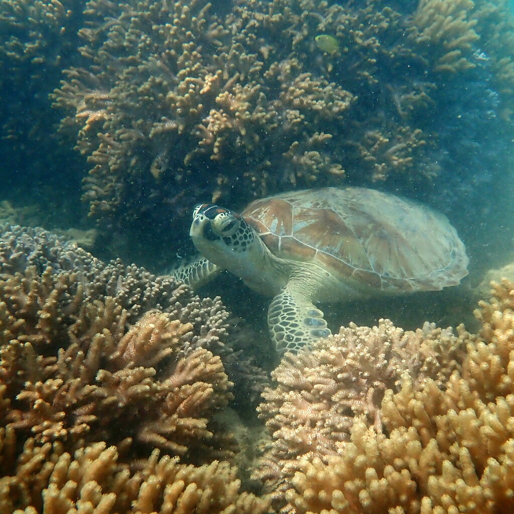 Green Sea Turtle In January 2024 By Claire Goiran INaturalist   Large 