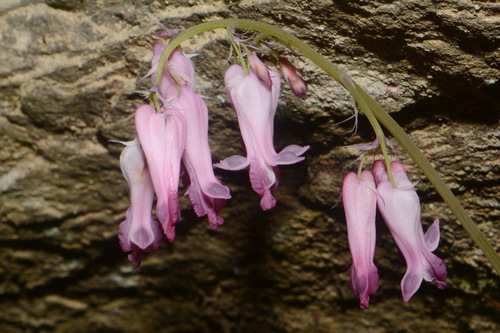 Image of Fringed Bleeding Heart (Dicentra eximia) by (c) Brian Finzel, some rights reserved (CC BY-SA)
