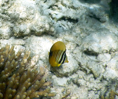 Zebrasoma desjardinii