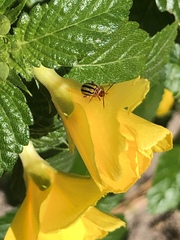 Disonycha spilotrachela