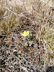 Ranunculus polyrhizos