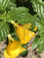 Disonycha spilotrachela