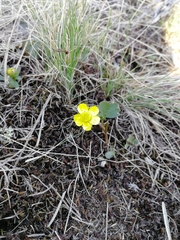 Ranunculus polyrhizos