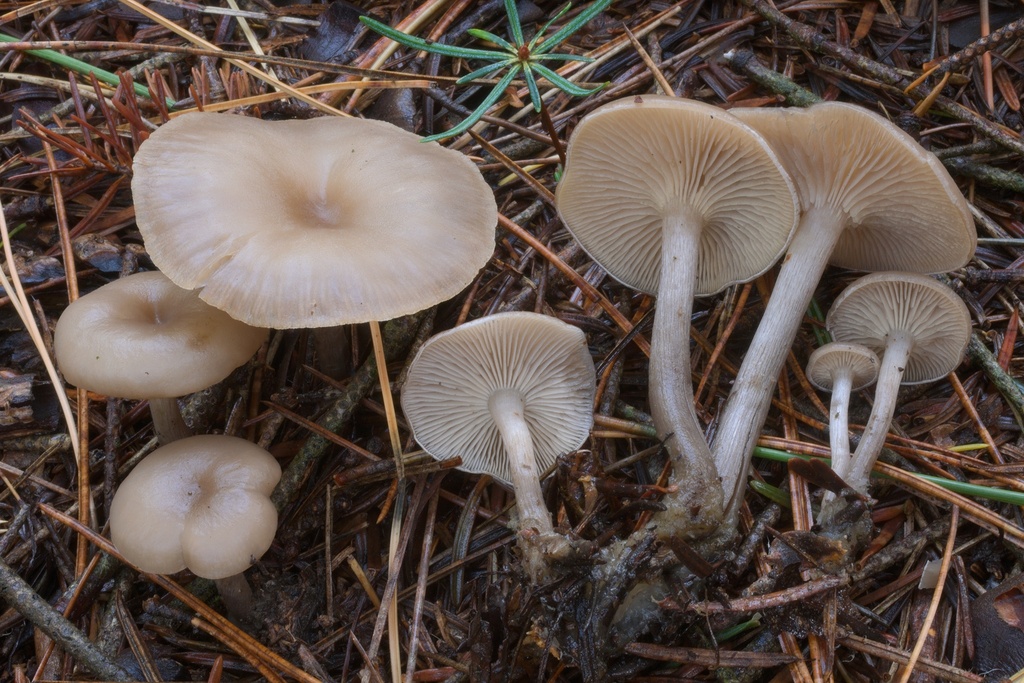mealy funnel