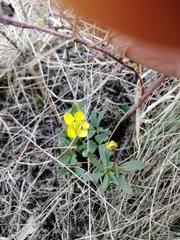 Ranunculus polyrhizos