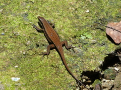 Eutropis rudis