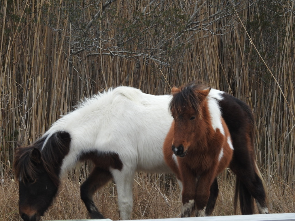 Domestic Horse From Berlin MD 21811 USA On January 15 2024 At 10 38   Large 