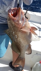 Epinephelus morio