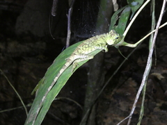 Gonocephalus bornensis