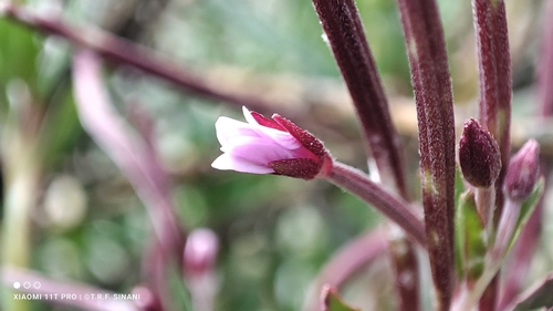 Epilobium denticulatum (Epilobium denticulatum)