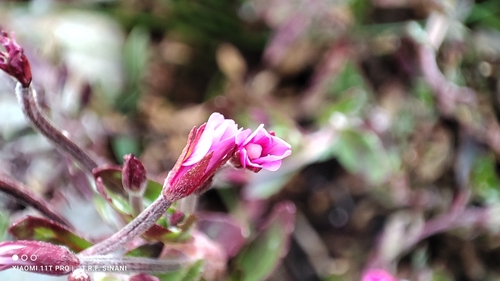 Image of Epilobium denticulatum by (c) Thomaz Ricardo Favreto Sinani, some rights reserved (CC BY)