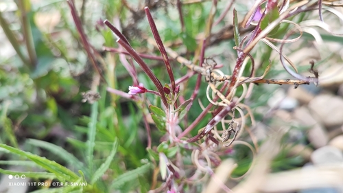 Image of Epilobium denticulatum by (c) Thomaz Ricardo Favreto Sinani, some rights reserved (CC BY)