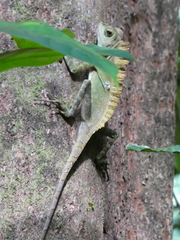 Gonocephalus bornensis