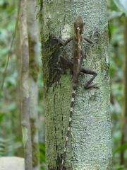 Gonocephalus bornensis