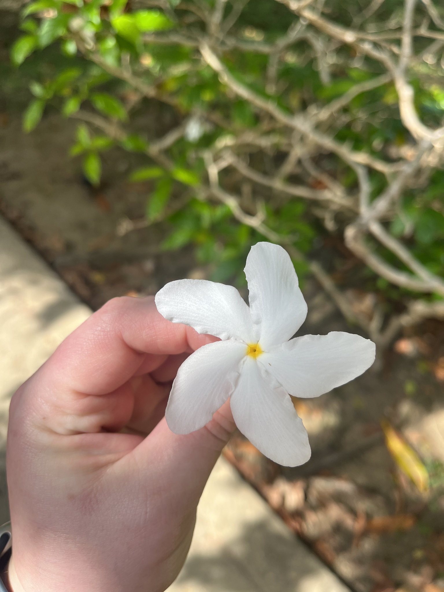 Imagem de Jasmim-laranja