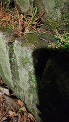 Lissotriton vulgaris