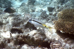 Parupeneus forsskali