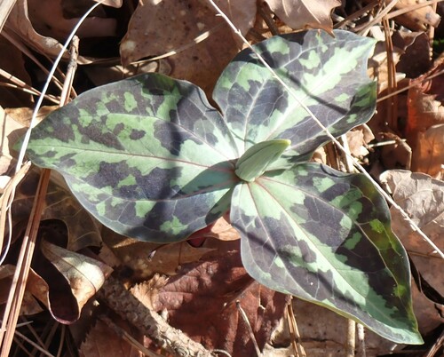 Image of Trillium underwoodii by (c) mfeaver, some rights reserved (CC BY)