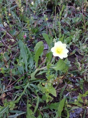 Oenothera macrocarpa