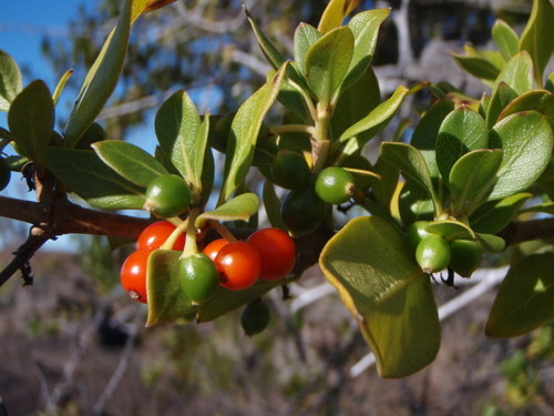 Coprosma menziesii observed 2012-01-19