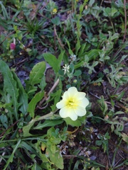 Oenothera macrocarpa