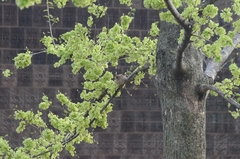 Passer domesticus